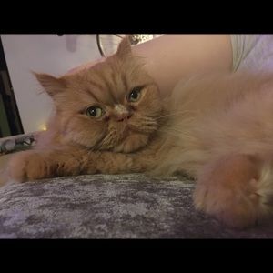 Meet your Posher, Shlomit